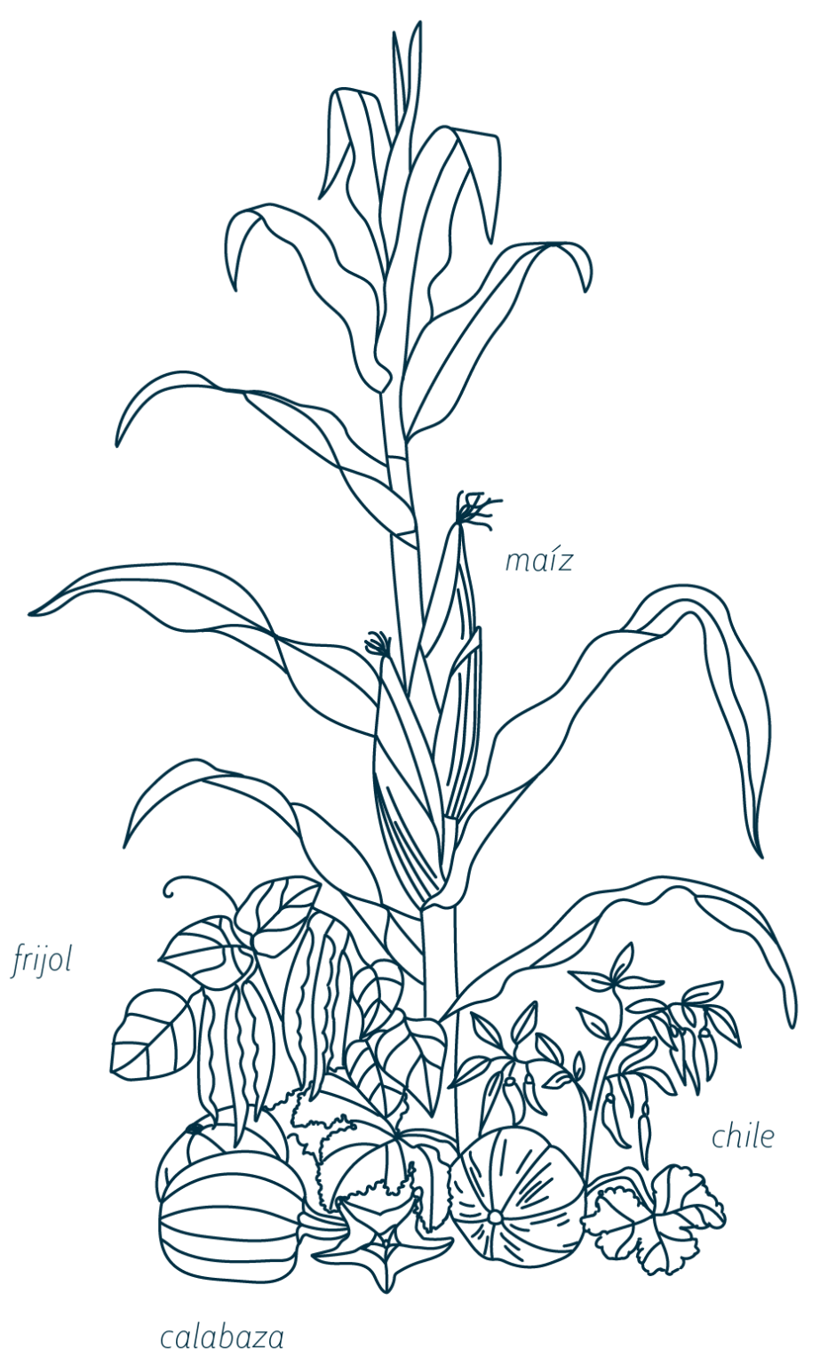 Diagrama de la milpa maya, mostrando los cultivos de maíz, frijol, chile y calabaza